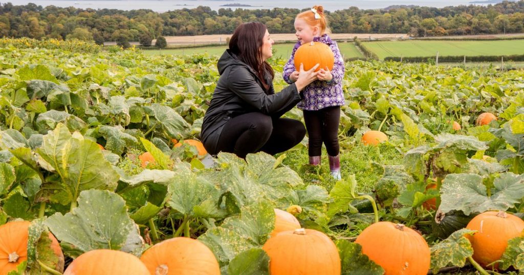 0_Pumpkin-picking.jpg